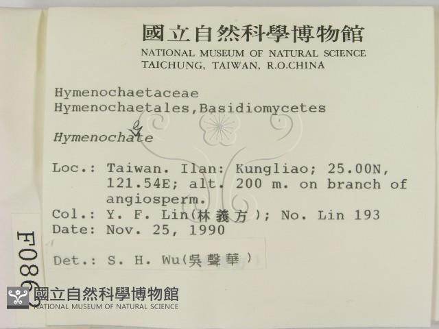刺革菌屬藏品圖，第2張