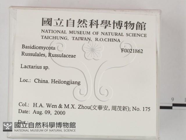 乳菇屬藏品圖，第2張