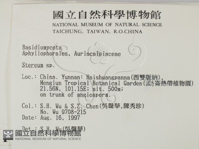 韌革菌屬藏品圖，第2張