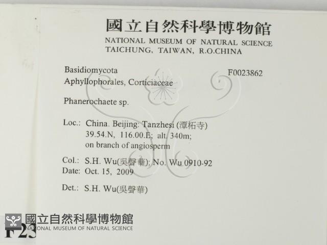 顯絲菌屬藏品圖，第2張