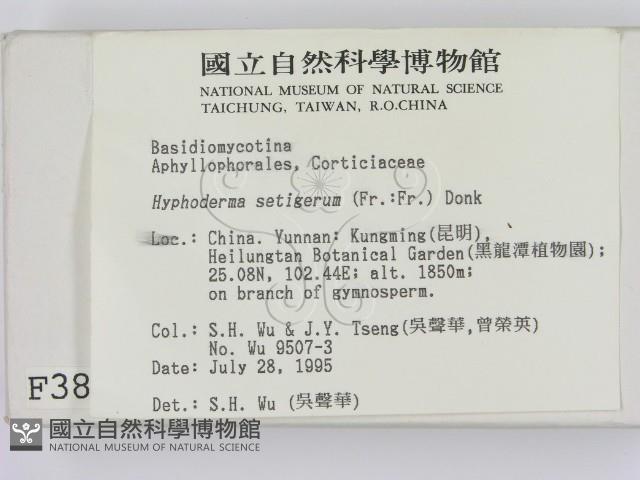 剛毛絲皮菌藏品圖，第2張