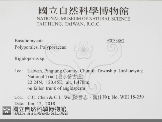 硬孔菌屬藏品圖，第2張