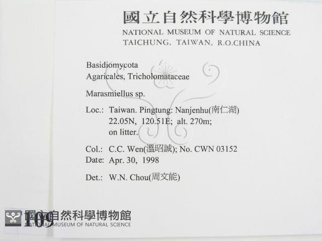 微皮傘屬藏品圖，第2張