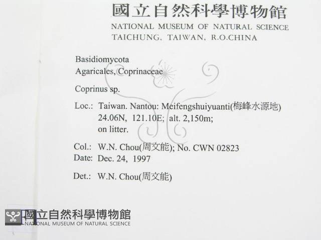 鬼傘屬藏品圖，第2張