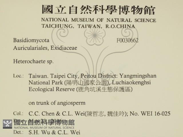 刺皮菌屬藏品圖，第2張