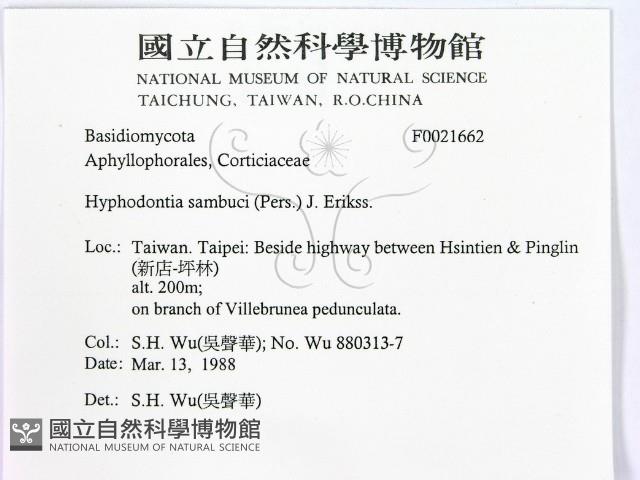 冇骨消絲齒菌藏品圖，第2張