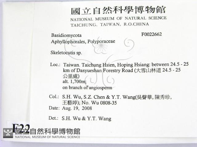 骨皮菌屬藏品圖，第2張