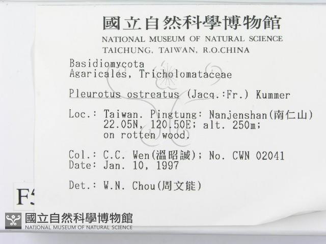 糙皮側耳藏品圖，第2張