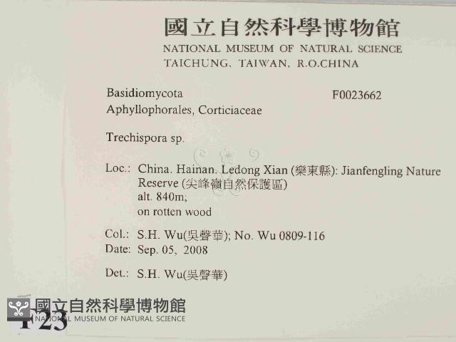 粗糙孢菌屬藏品圖，第2張