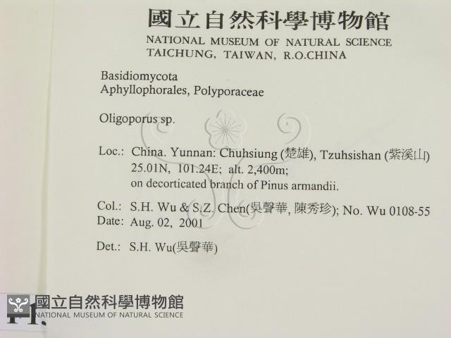 寡孔菌屬藏品圖，第2張