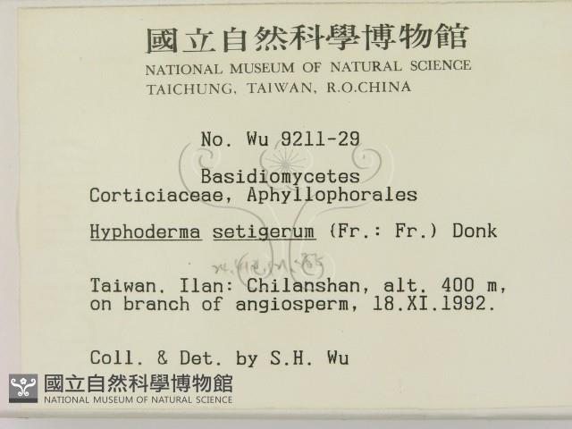 剛毛絲皮菌藏品圖，第2張