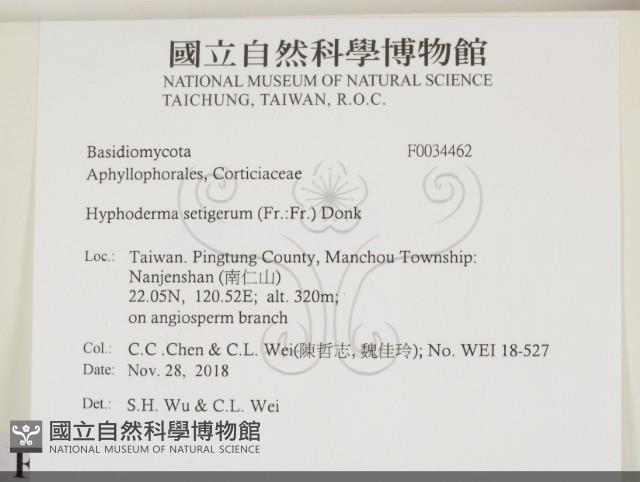 剛毛絲皮菌藏品圖，第2張