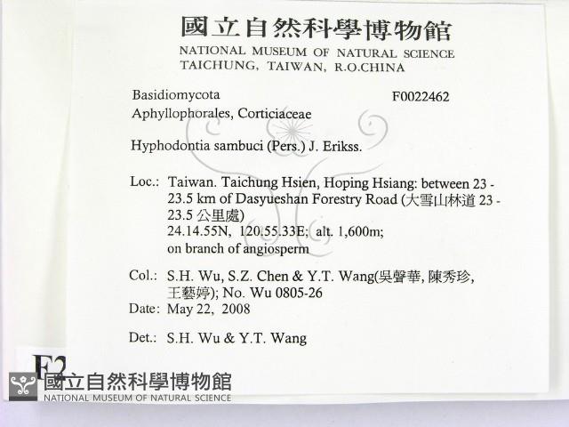 冇骨消絲齒菌藏品圖，第2張