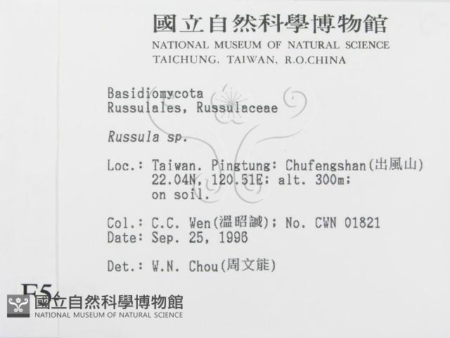 紅菇屬藏品圖，第2張