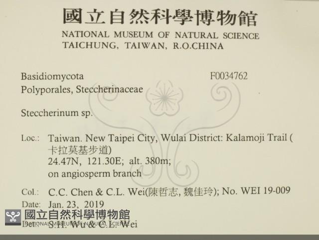 齒耳菌屬藏品圖，第2張