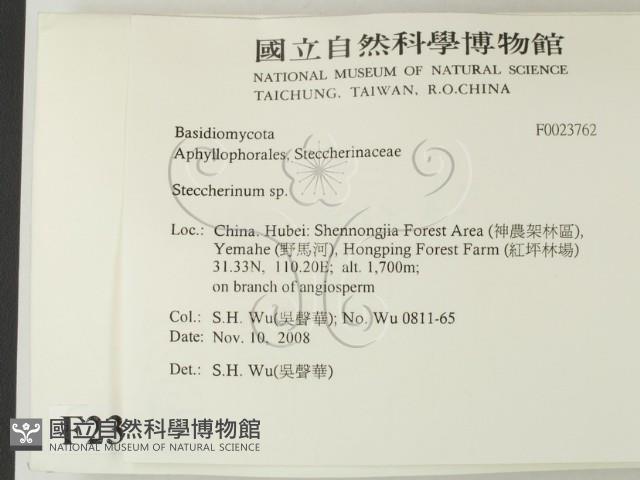 齒耳菌屬藏品圖，第2張