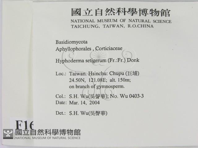 剛毛絲皮菌藏品圖，第2張