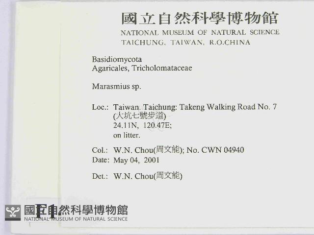 小皮傘屬藏品圖，第2張