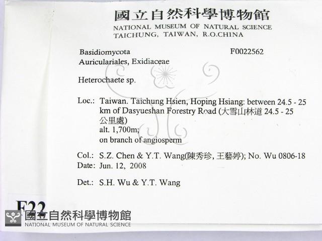 刺皮菌屬藏品圖，第2張