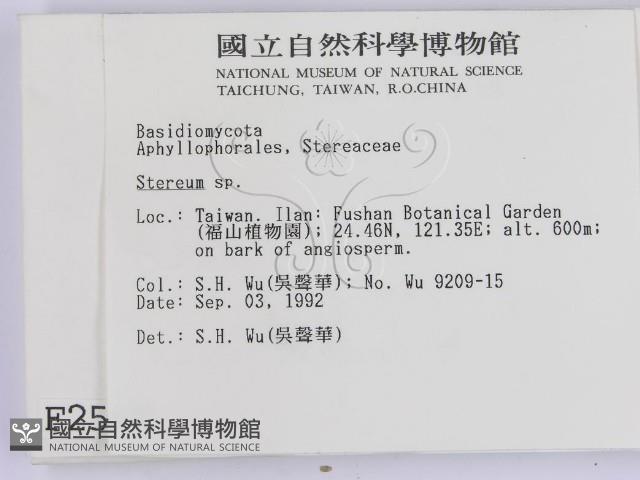 韌革菌屬藏品圖，第2張