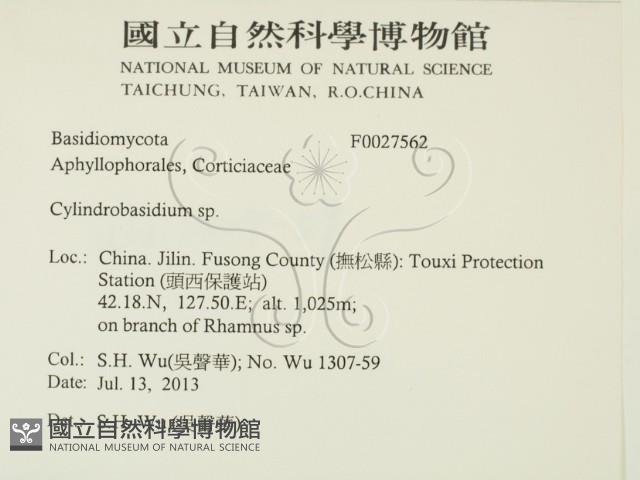 柱擔菌屬藏品圖，第2張