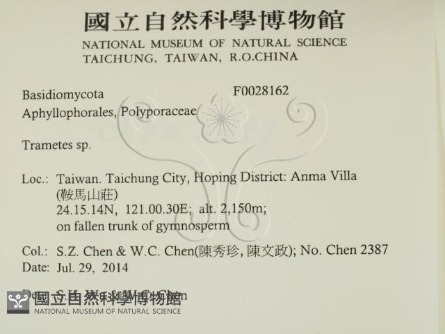 栓菌屬藏品圖，第2張