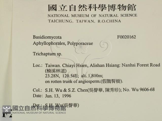 附毛菌屬藏品圖，第2張