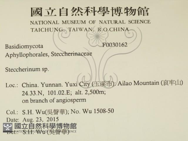 齒耳菌屬藏品圖，第2張