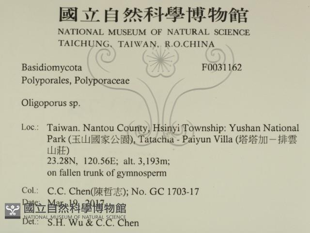 寡孔菌屬藏品圖，第2張