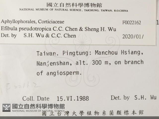 雲南無扣菌藏品圖，第2張