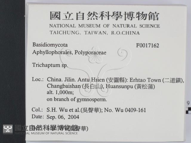 附毛菌屬藏品圖，第2張