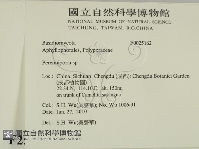 多年臥孔菌屬藏品圖，第2張