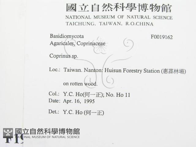 鬼傘屬藏品圖，第2張