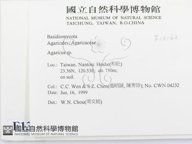傘菌屬藏品圖，第2張