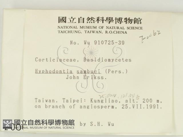 冇骨消絲齒菌藏品圖，第2張