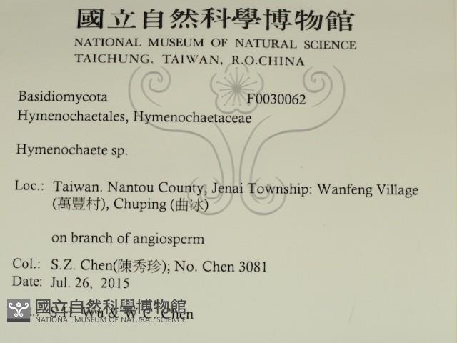 刺革菌屬藏品圖，第2張