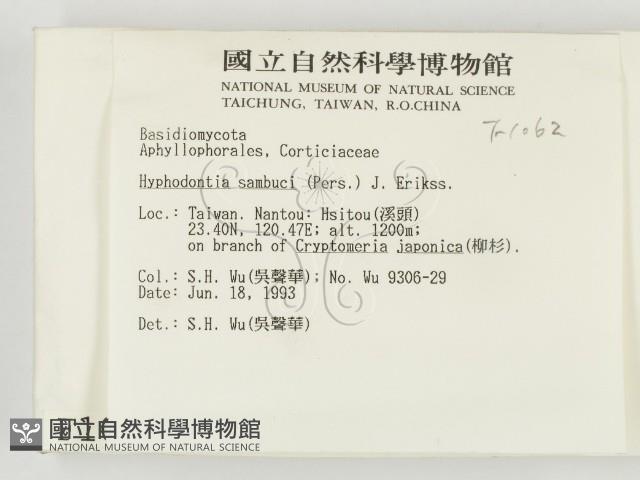 冇骨消絲齒菌藏品圖，第2張