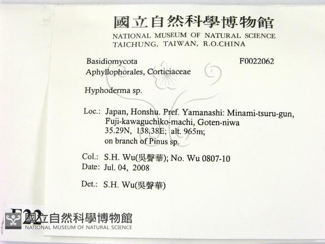 絲皮菌屬藏品圖，第2張