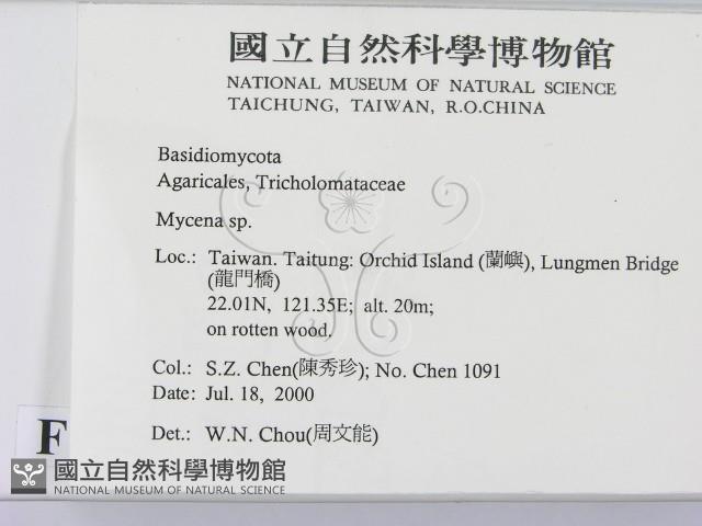 小菇屬藏品圖，第2張