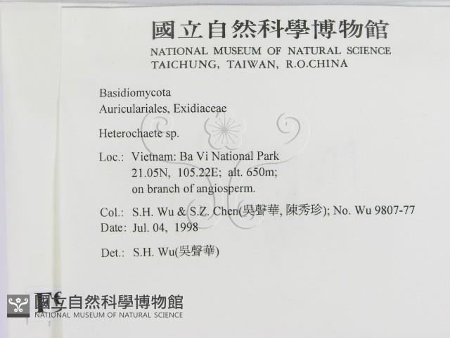 刺皮菌屬藏品圖，第2張