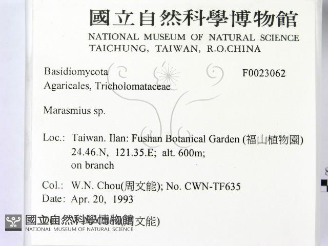 小皮傘屬藏品圖，第2張