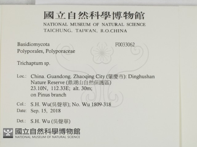 附毛菌屬藏品圖，第2張