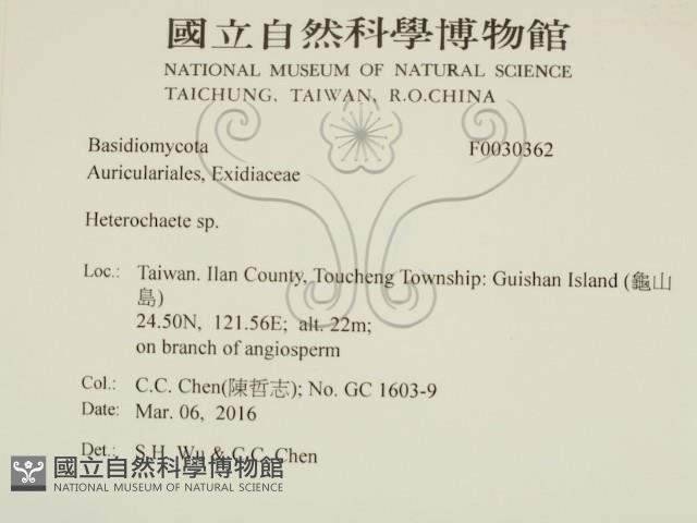 刺皮菌屬藏品圖，第2張