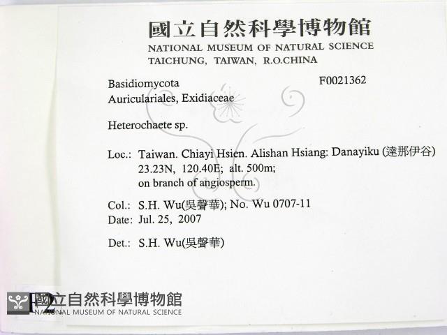 刺皮菌屬藏品圖，第2張