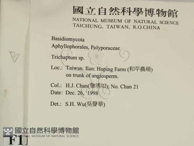 附毛菌屬藏品圖，第2張