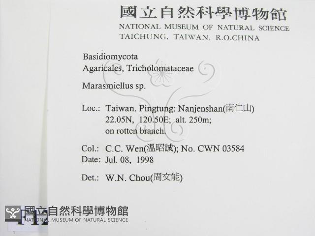微皮傘屬藏品圖，第2張