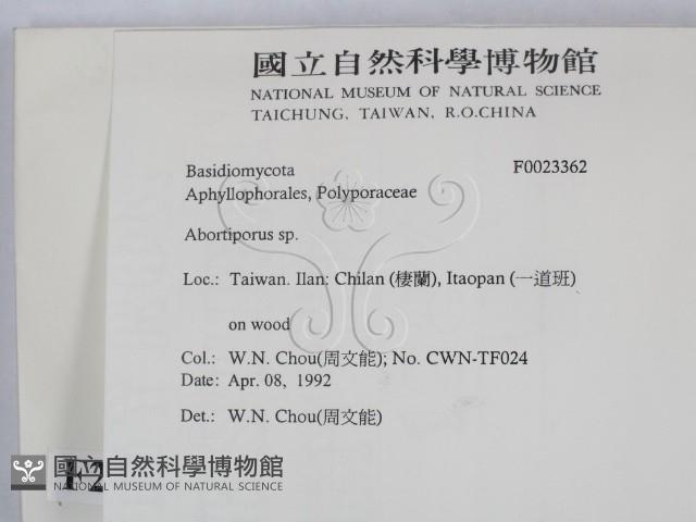 殘孔菌屬藏品圖，第2張