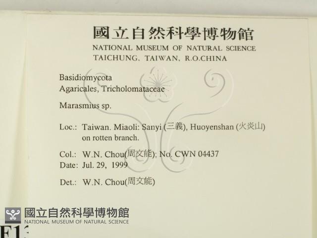 小皮傘屬藏品圖，第2張