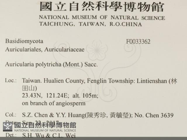 毛木耳藏品圖，第2張