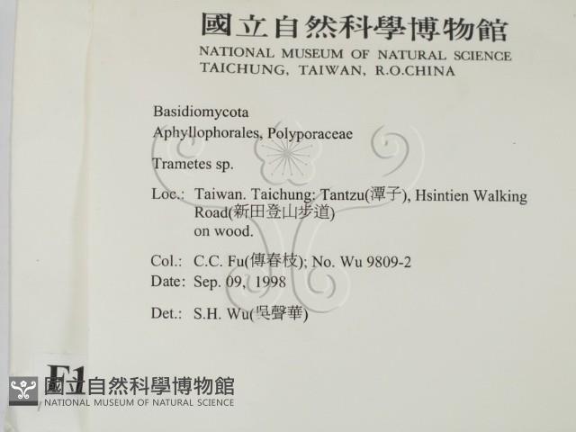栓菌屬藏品圖，第2張